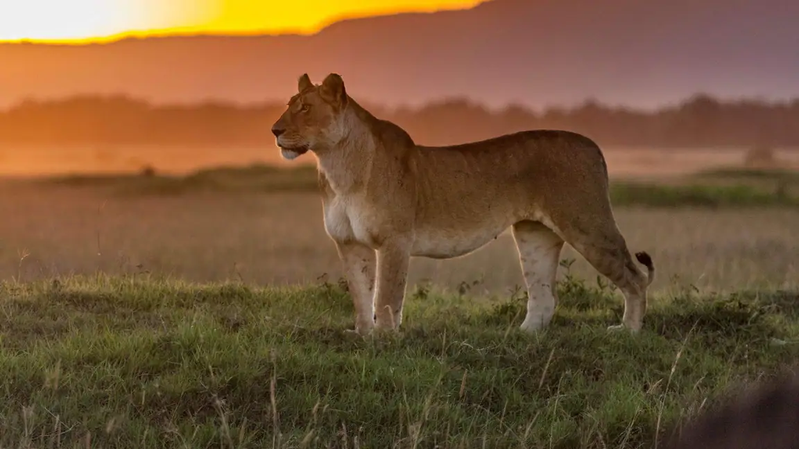 Cena da série Os Reis da Selva