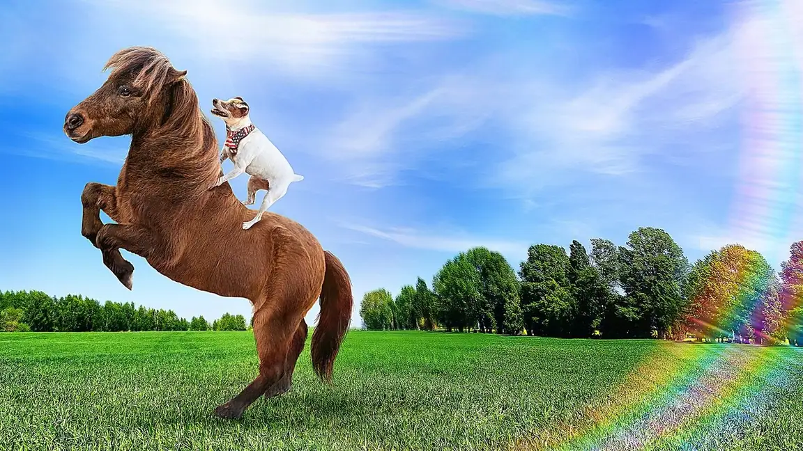 Dally e Spanky: Uma Amizade Improvável (2019)