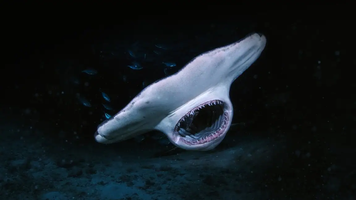Cena da série When Sharks Attack... and Why