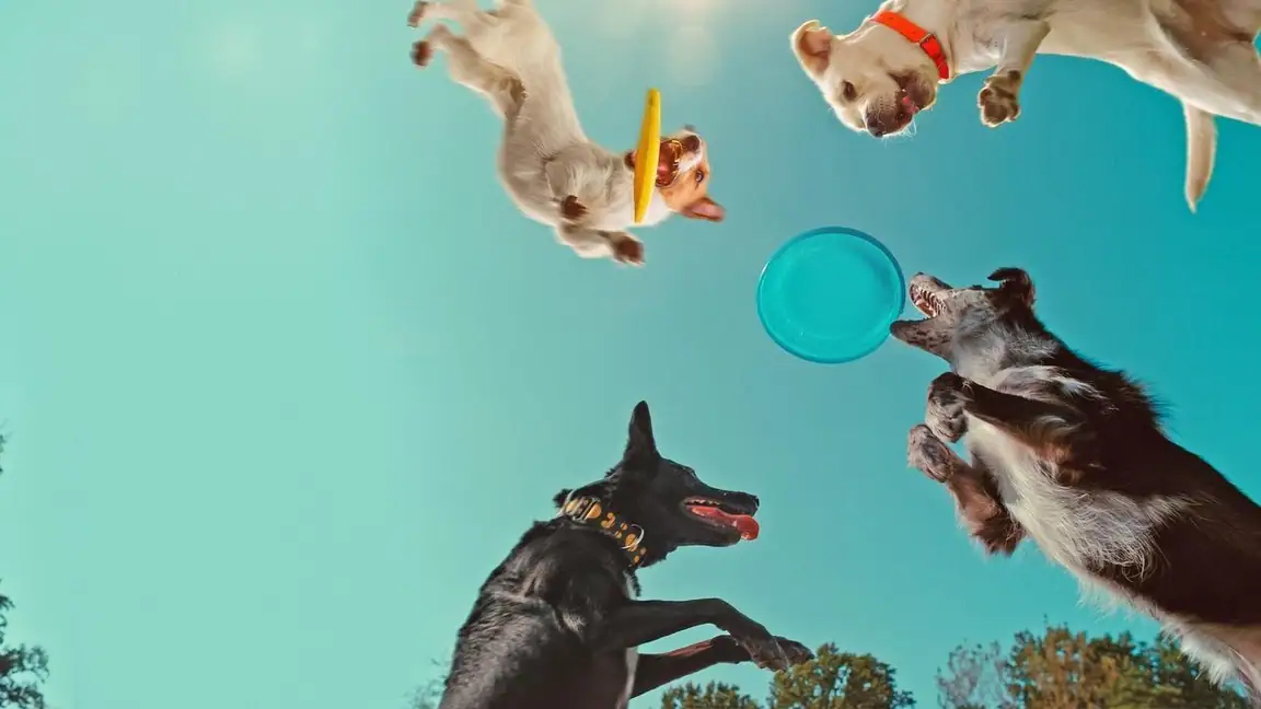 Dentro da Mente de um Cachorro (2024)