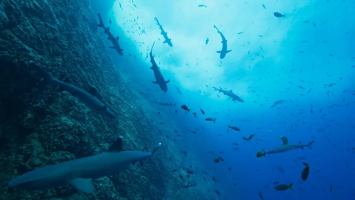 Cena da série Nossos Oceanos