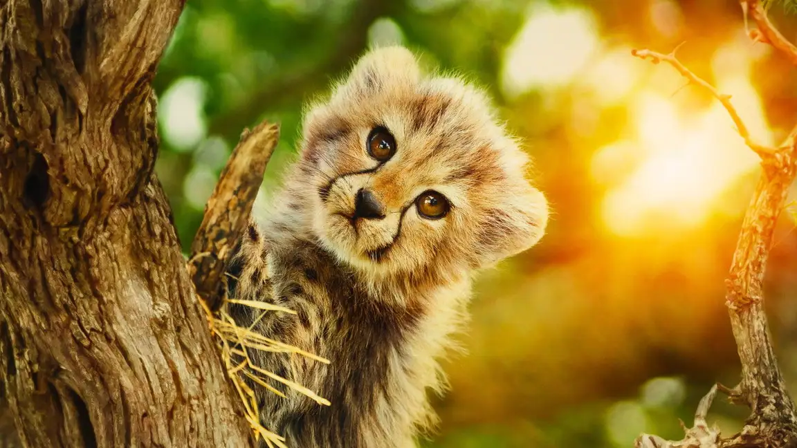 Cena da série Selvagens por Natureza