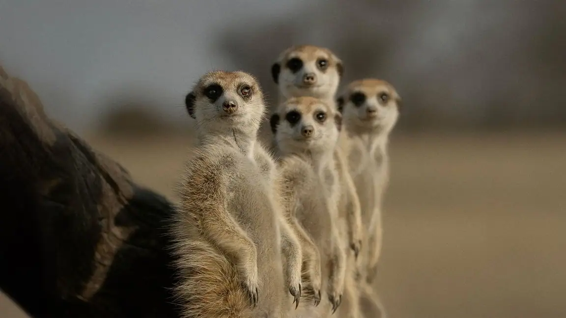 Cena da série A Vida Secreta dos Animais