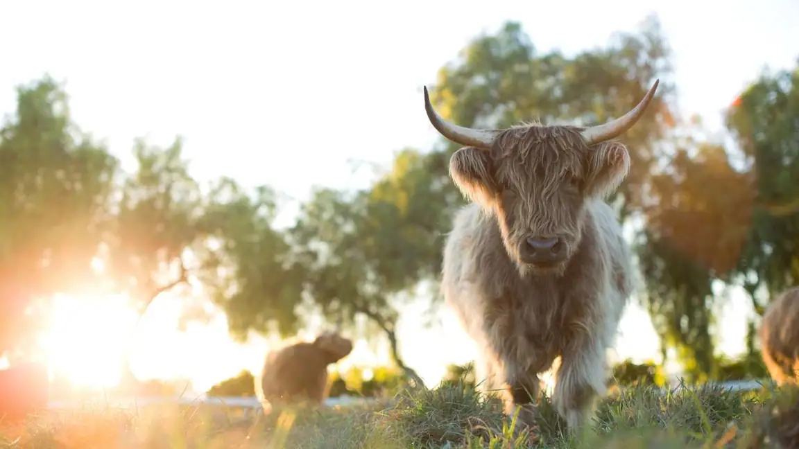 A Pequena Grande Fazenda: O Retorno (2022)