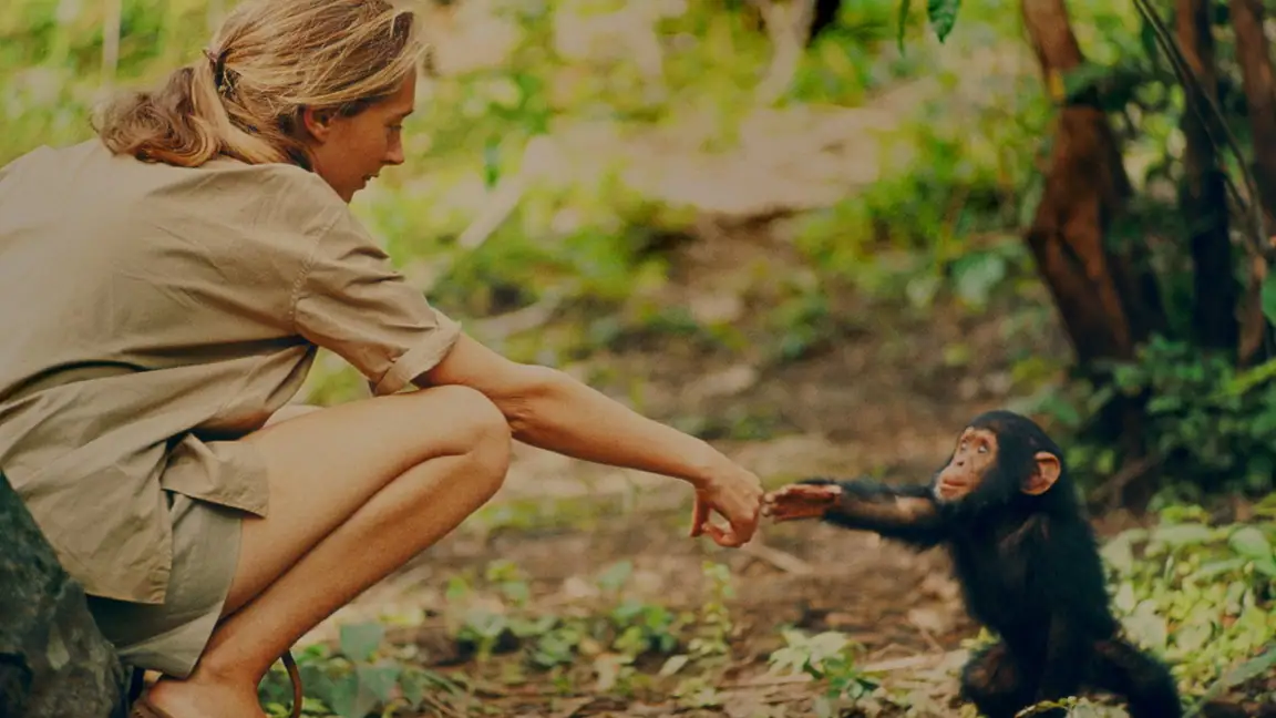 Jane A Mae dos Chimpanzes