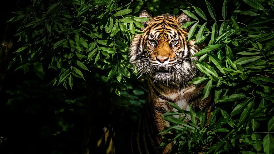 Felinos da Tailândia (2021)