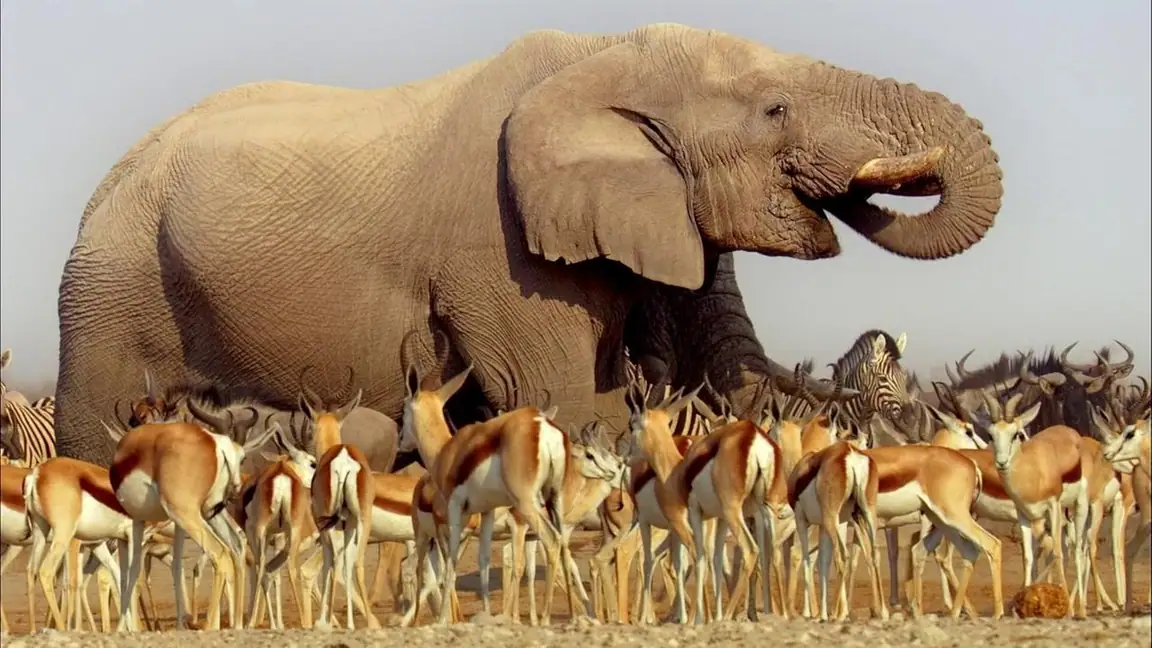 Cena da série Africa