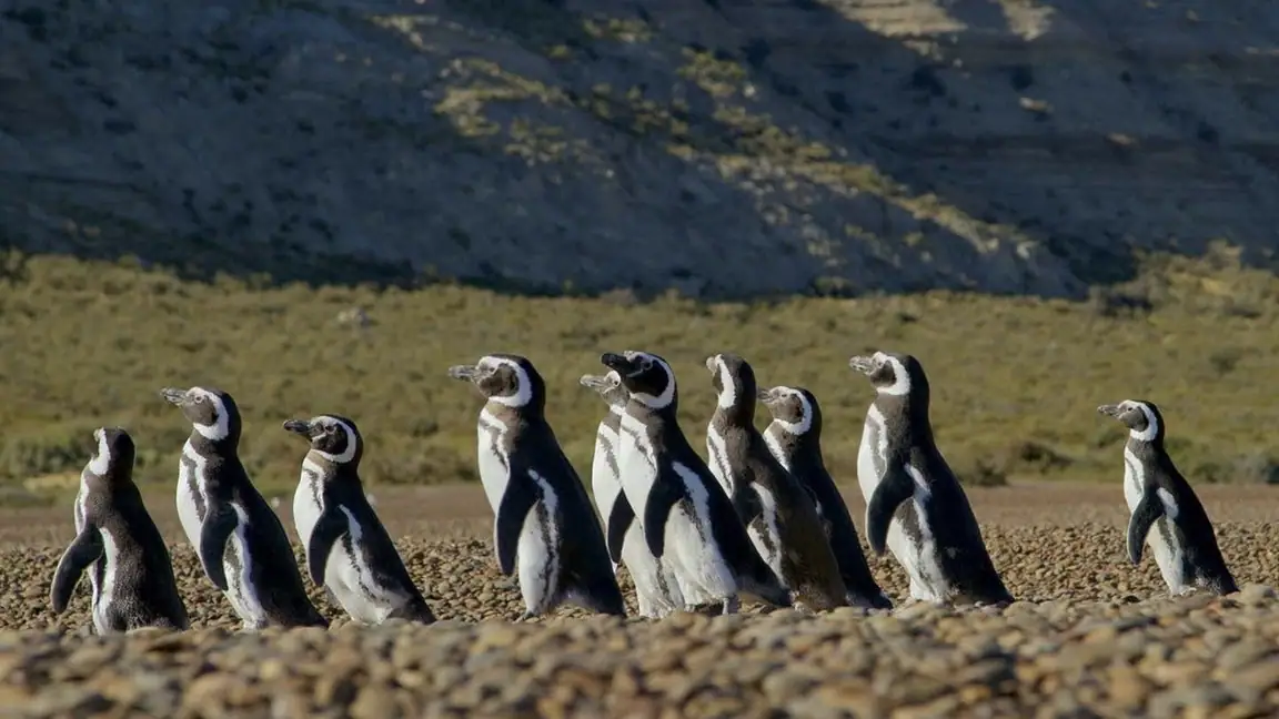 Cena da série Patagônia Extraordinária