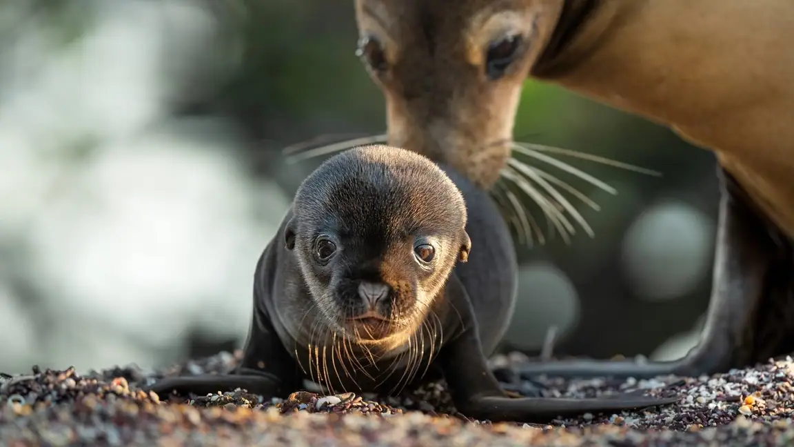Leoes Marinhos de Galapagos