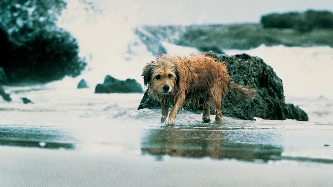 Benji - Um Cão Desafia a Selva (1987)