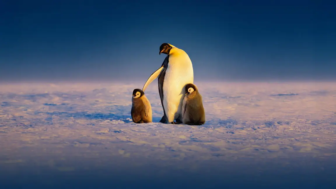 Cena da série Segredos dos Pinguins
