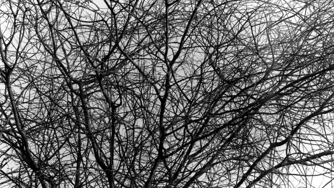 Aboio (2005)
