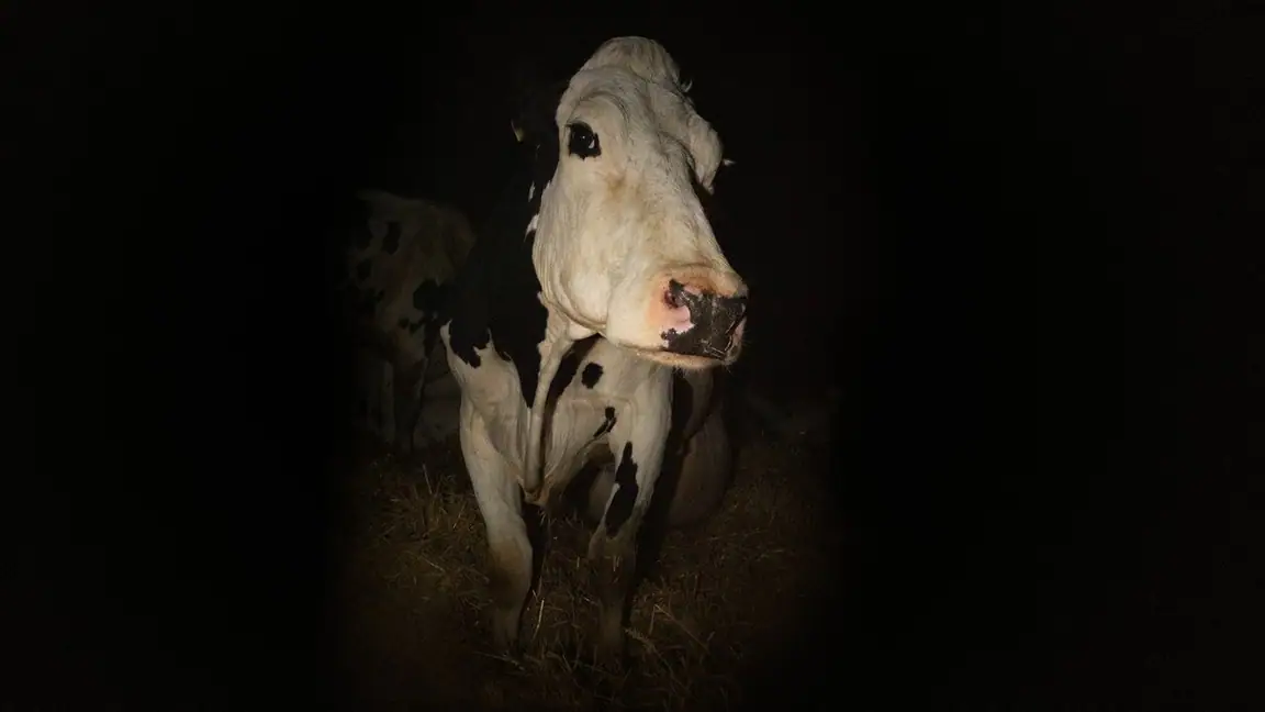 Cow - 2022 (L)