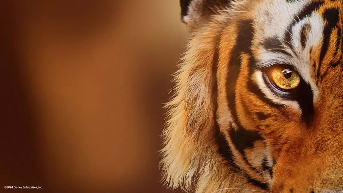 Tigres em Ascensão (2024) LEG