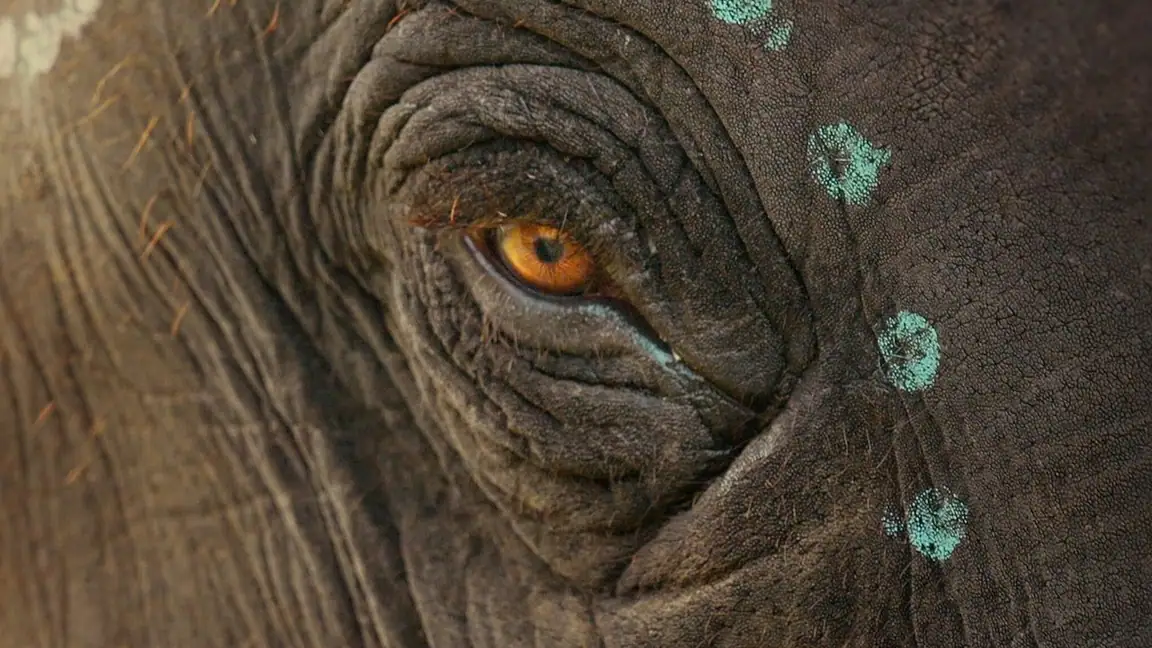 Como Cuidar de um Bebe Elefante