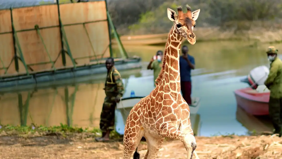 A Arca das Girafas (2022) LEG
