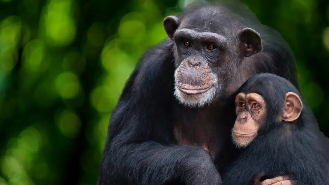 Cena da série A Vida Secreta dos Chimpanzés