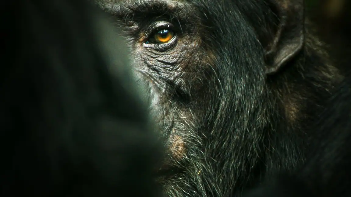 Cena da série O Império dos Chimpanzés