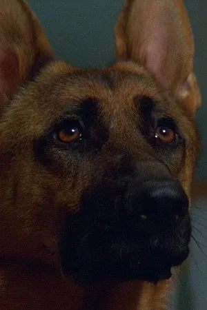 Primo the Dog