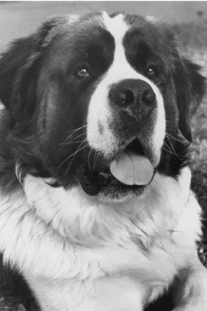 Chris the Dog