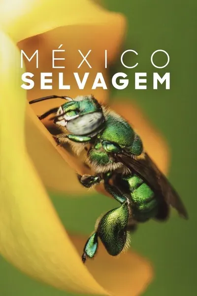 Pôster da série Mexico Selvagem