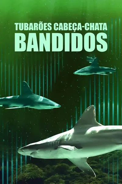 Pôster de Tubarões Cabeça-Chata Bandidos