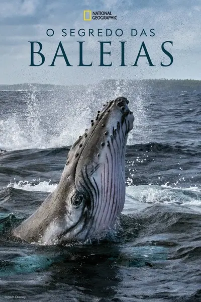 Pôster da série O Segredo das Baleias