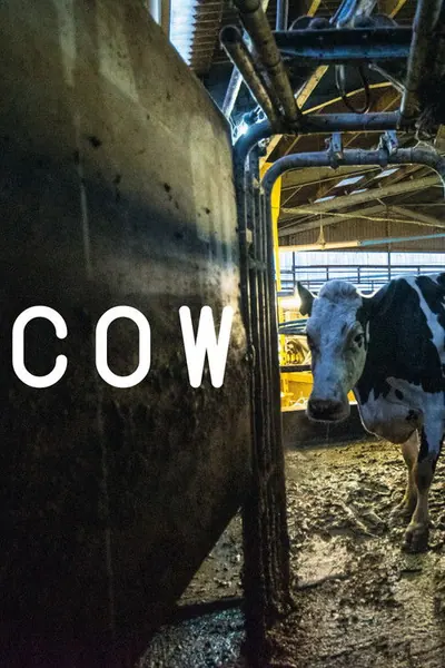 Pôster de Cow - 2022 (L)