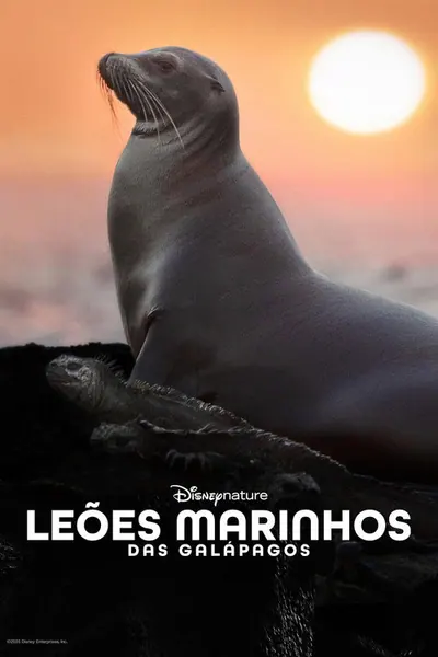 Leoes Marinhos de Galapagos