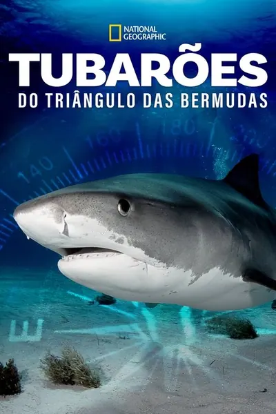 Pôster de Tubarões do Triângulo das Bermudas