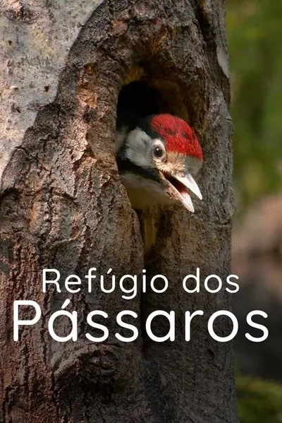 Pôster de Refúgio dos Pássaros