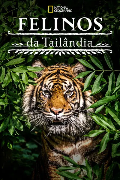 Pôster de Felinos da Tailândia (2021)